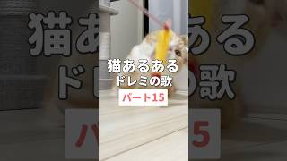 猫あるあるドレミの歌パート15 #猫 #shorts