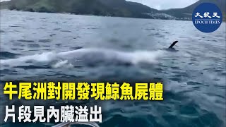 西貢白沙灣對開海域早前現鯨魚蹤影，有漁民今早發現，鯨魚已經「反肚」死亡。| #紀元香港 #EpochNewsHK