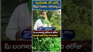 మునగాకు లో ఎన్నో ఔషధ గుణాలు దాగున్నాయి #moringahealthbenefits #munagaku #moringabenefits@NoxTVHealth