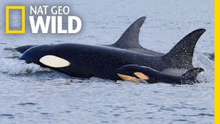 See First Ever Video of an Orca Mother and Son Killing a Calf | Nat Geo Wild