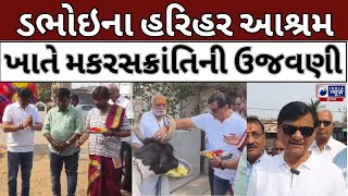 Dabhoi: ગાયોને લીલો ઘાસચારો ,ગોળ ખવડાવવાનો પર્વ- India News Gujarat