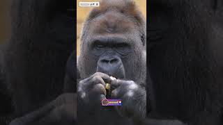 Gorilla Short Video | Power of Play | Watching Gorilla Enjoy Life | Creative Nature #nature #animal