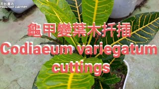 龜甲變葉木扦插 Codiaeum variegatum by cuttings