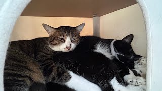 狭いけど仲良し♡箱の中で寄り添う2匹の猫😻Snug Together: Two Cats Relaxing in a Box