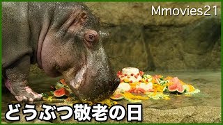 どうぶつ敬老の日2017　カバのドンにホテル料理長特製ケーキをプレゼント