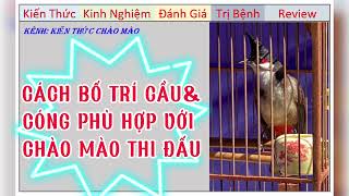 Kiến Thức bố trí Cầu-Cóng cho chim Chào mào Thi đấu phù hợp nhất