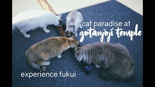 CAT PARADISE AT GOTANJOJI TEMPLE, JAPAN | Experience Fukui