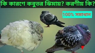 কবুতর ঝিমায় কেনো ? কি কারণে কবুতর ঝিমায়?  কবুতরের ঝিমানো দূর করার কৌশল ।  ১০০% সমাধান।