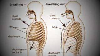 Using the Diaphragm - Sangpedagog Stavanger Sangtimer -Brighton Singing Lessons