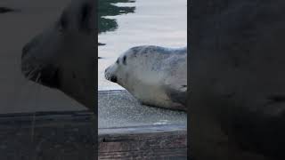 Harbor seals - Charleston, Oregon