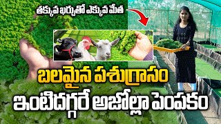 బలమైన పశుగ్రాసం..ఇంటిదగ్గరే అజోల్లా పెంపకం.. | Azolla Cultivation In Telugu | Agmarks