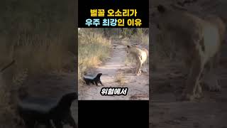 벌꿀 오소리가 우주 최강인 이유