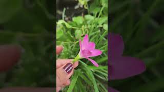 zephyranthes rosea 🌷commonly is known as pink rain lily ( @Aishwarya3777)