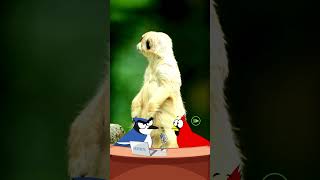 Lost Animal Wakes Up in the Wild | Hilarious Commentary! #funny #comedy #cute