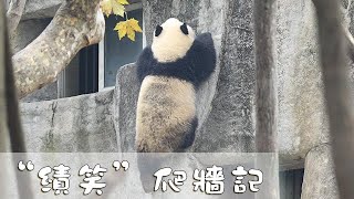 《熊貓主題趴》“績笑”爬牆記 | iPanda熊貓頻道