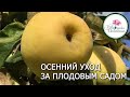 УХОД ЗА ПЛОДОВЫМ САДОМ ОСЕНЬЮ