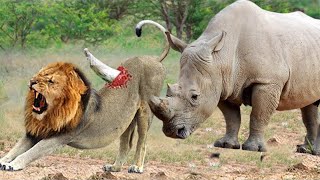 Animal World - Powerful Rhino vs Lion Real Fight Wild Animal Attacks