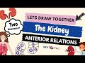 Anterior Relations of Kidney | Anatomical locations