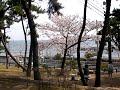 須磨浦公園　桜