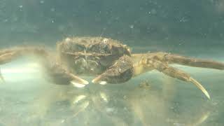 Chinese Mitten Crab (Mianus River, Greenwich, Ct