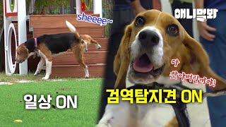 비글미 넘치는 검역탐지🐶이 출근하는 법ㅣHow The Energetic Quarantine Detection Beagles Go To Work