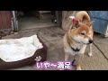 番犬の仕事中に天敵の野良猫と仲良く昼寝してしまう柴犬 shibe took a nap with his natural enemy s stray cat while watchdog job.