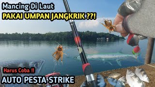 ASLI GACOR !!! Mancing Di Laut Pakai Umpan Jangkrik||Di Jamin Pesta Strike