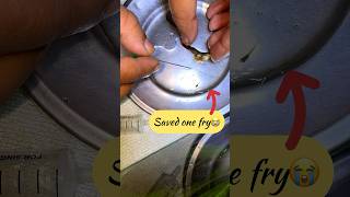 Cut open Brazilian guppy to save a life😢😥😢😞 #fish #guppy #guppyfish #guppyfry #s