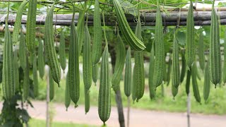 ঝিঙ্গার ফলন বৃদ্ধি পাবে ১০ গুণ - মাত্র ২টি পরিচর্যা করলে - ঝিঙ্গা চাষ করার পদ্ধতি - Ridge gourd