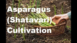 Asparagus (Shatavari) Cultivation ; A quick Crop Review