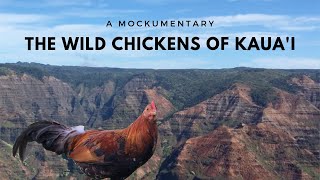 A Mockumentary - The Wild Chickens of Kaua'i