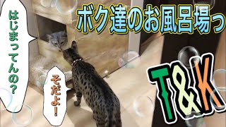 お風呂場が好きな猫　お風呂当番でもあるの？　　サバンナキャット ラグドールノルウェージャン