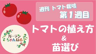 【週刊トマト栽培】苗選びと植え方【１週目】