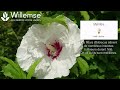 tout savoir sur les hibiscus en une minute