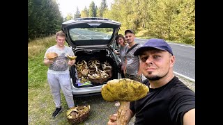 50 kg borowika w 5 godzin – rekord pobity! 🍄🏆 Kto marzy o takim wysypie? To się nazywa grzybobranie!