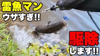 雷魚釣りよりバス釣りの方が楽しいし雷魚マンはウザいから雷魚駆除する