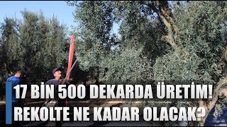 17 Bin 500 Dekar Bahçede Zeytin Üretimi! İşte Beklenen Rekolte / AGRO TV HABER