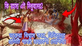 সূর্যাস্তের পর শুধু মানুষ কেন, মরজগতের কোনও প্রাণীরই প্রবেশাধিকার নেই এই উপবনে || নিধুবন || বৃন্দাবন