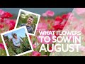 What Flowers to Sow in August | What to Sow Now!