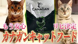 【ベンガル猫オーナー必見】リピ確定のおすすめキャットフードを徹底レビュー