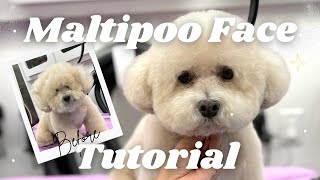 Maltipoo Full Face Tutorial | Maltipoo Step by step  Grooming