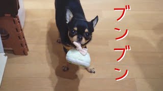 #458 黒豆くんブンブンする【看板犬チワワ】