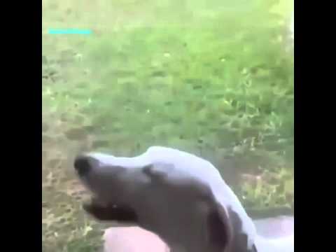 World's Loudest Dog Bark - YouTube