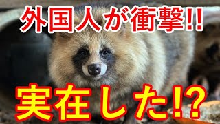 【海外の反応】日本固有種のタヌキの存在に外国人が衝撃!!タヌキって実在する動物なのか!【感動心をゆさぶるチャンネル】