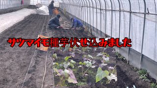 サツマイモ黄金種芋ハウス中に伏せ込みました