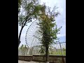 ferris wheel near my place