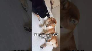 しつこい要求にイライラしながらマッサージしてあげるの優しいww#柴犬 #shorts #shortvideo #癒し #dog