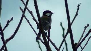 四十雀（シジュウカラ）の鳴き声