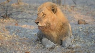 Lions: Ntwadumela roaring in his territory!