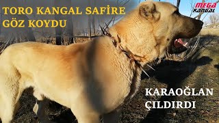 TORO KANGAL SAFİRE GÖZ KOYDU KARAOĞLAN ÇILDIRDI #kangal #safir #karaoğlan